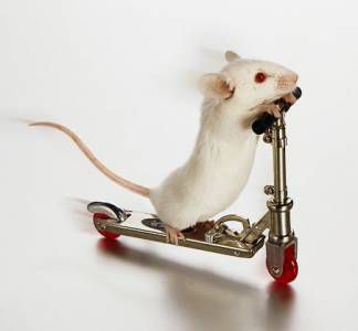Miška se vozi z mini skirojčkom