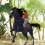 i like horse 15