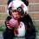 Scary Panda