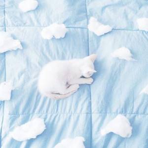 *♥Dog and Cat♥* *♥Dog and Cat♥*