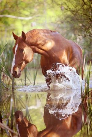 *QuinHorses* *QuinHorses*