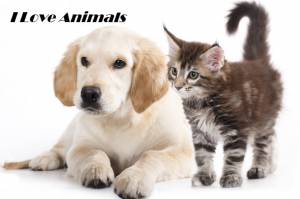 ✮Cat✮ And✮ Dog✮ ✮Cat✮ And✮ Dog✮