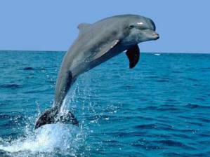 delfinchek