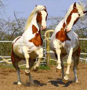 horses loverka