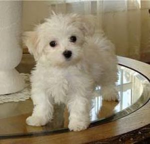 Lejla Vukalic