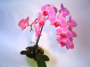 orhideja16