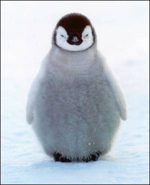 pingvin123