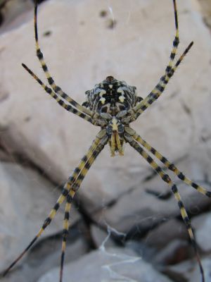 spider64
