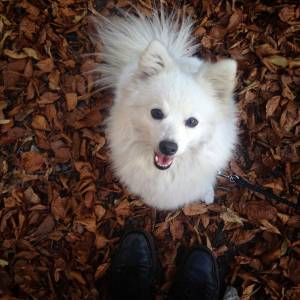 WhiteFox<3 WhiteFox<3